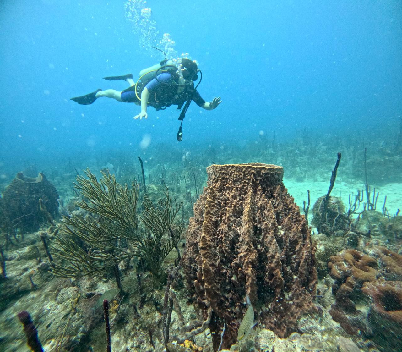 Experiencia de Buceo - Foto 3