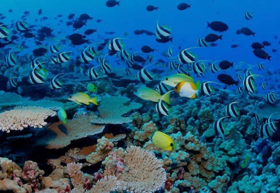 Isla Catalina: Snorkel y Playa Privada - Foto 2