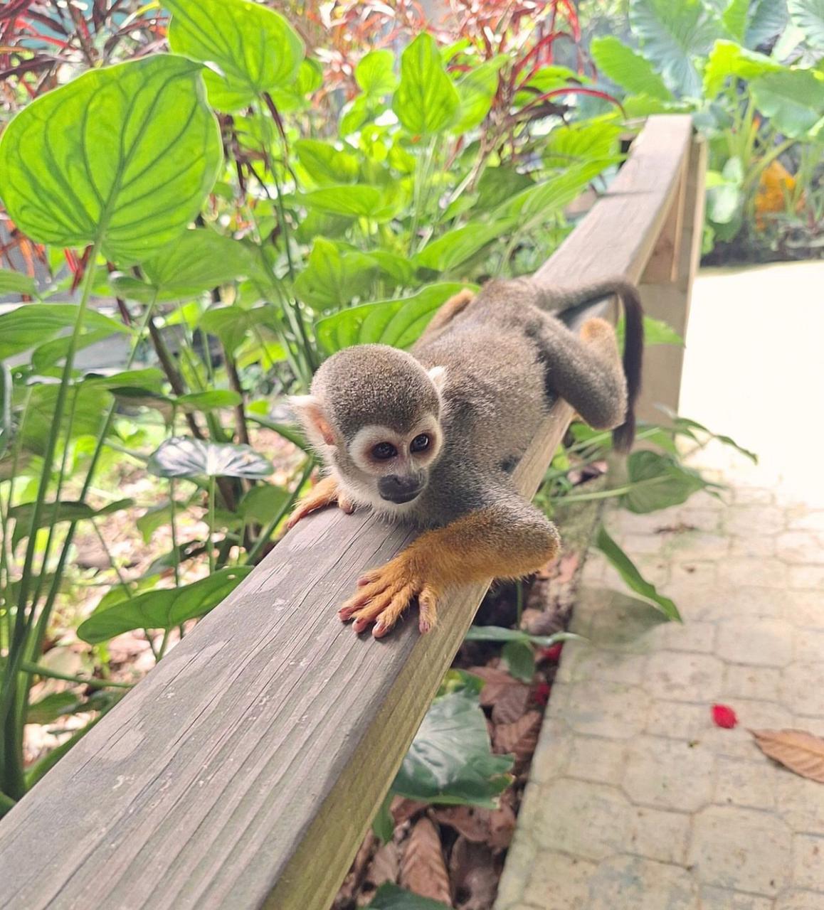 Monkey Land: Encuentro con Monos Ardilla - Foto 3